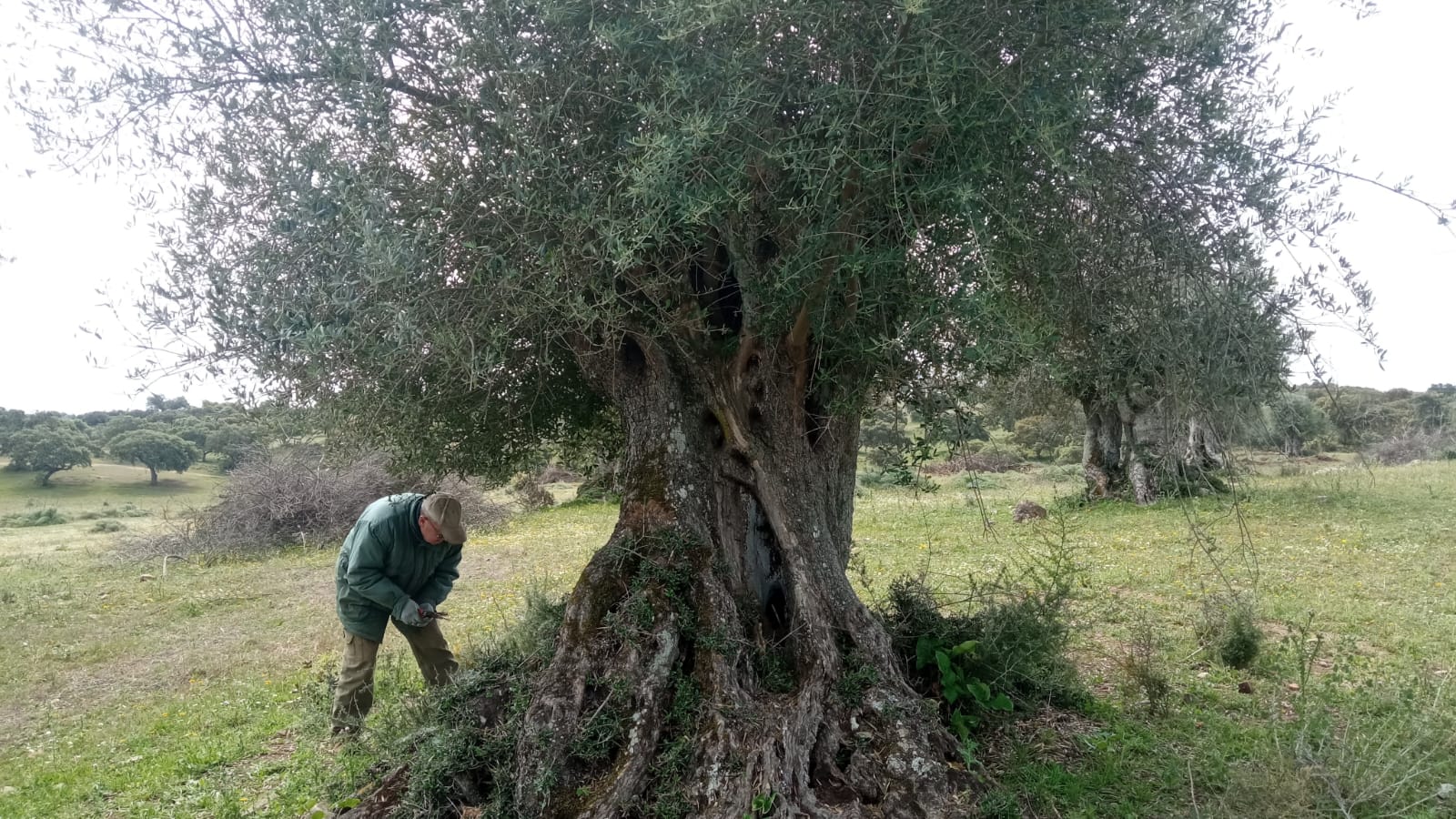 Olivo milenario 1
