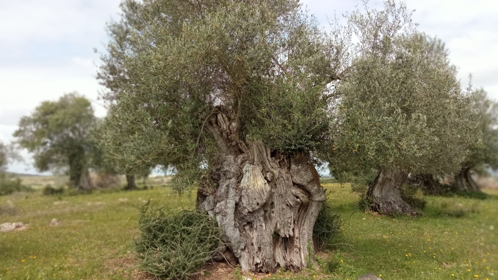 Olivo milenario 2